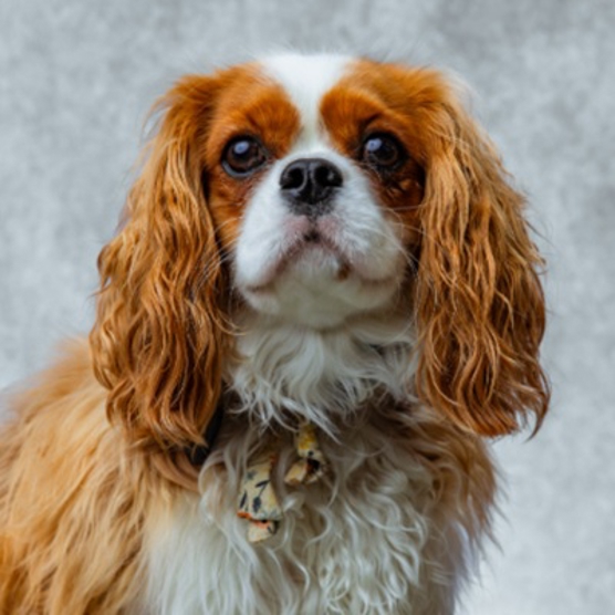 Lady   Delilah Photo