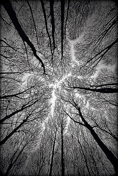 trees in a forrest