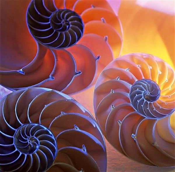 natural spiral pattern in nature