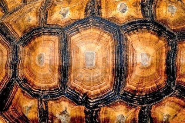 tessellations on a shell