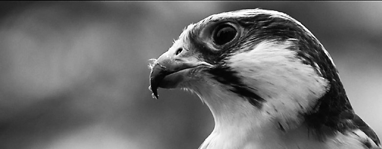 a b&w image of a bird with a blurred background