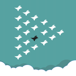 a black bird flies in the middle of a formation of white birds